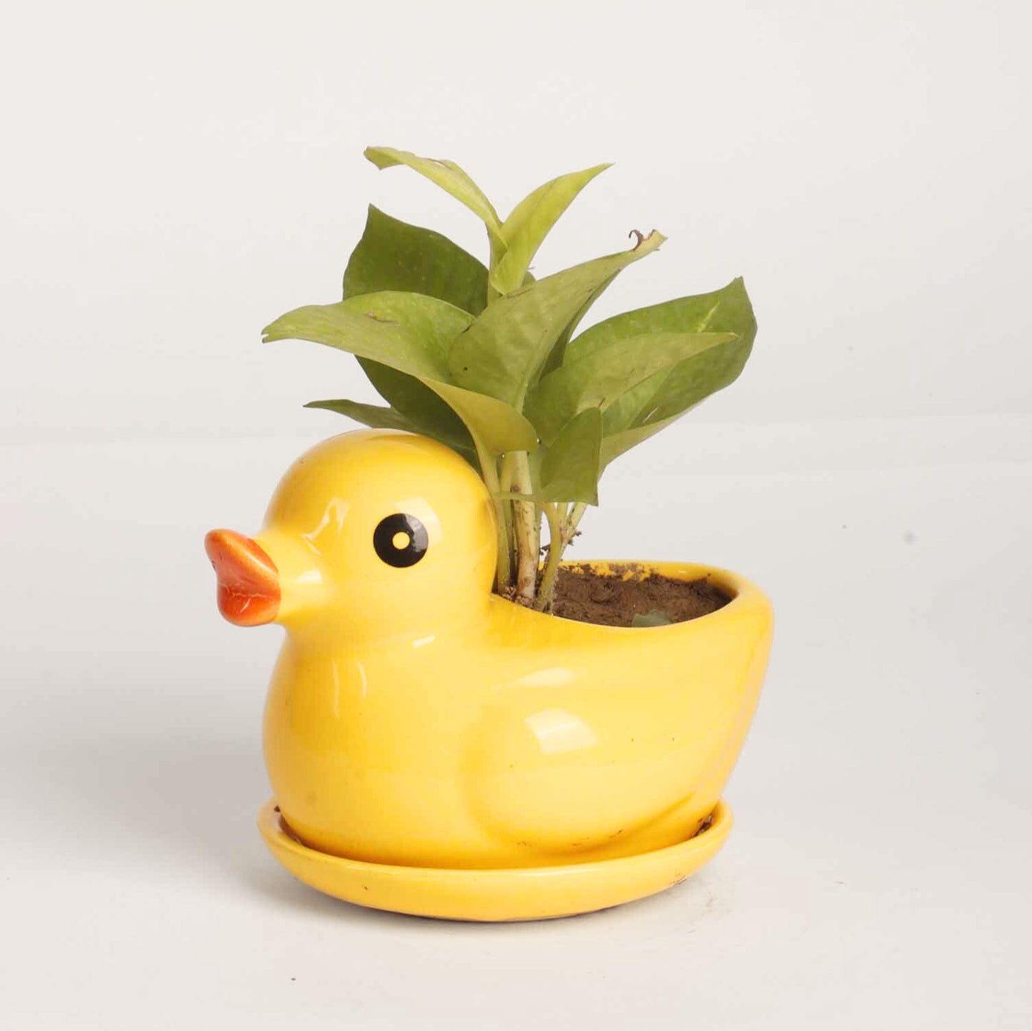 Cute Duck Planter