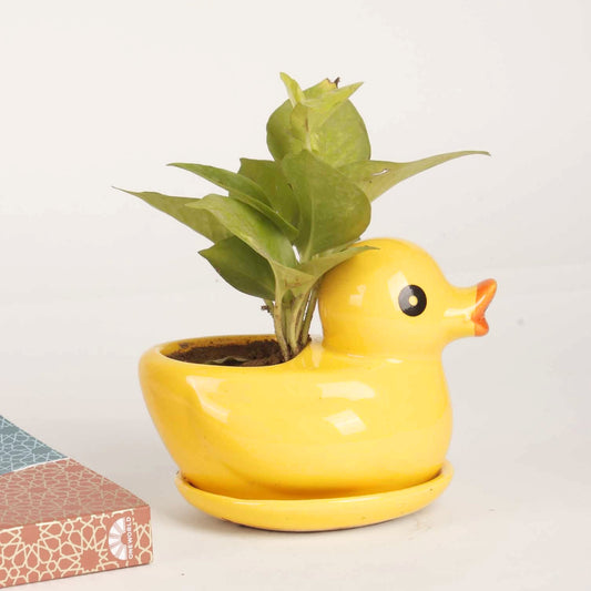 Cute Duck Planter
