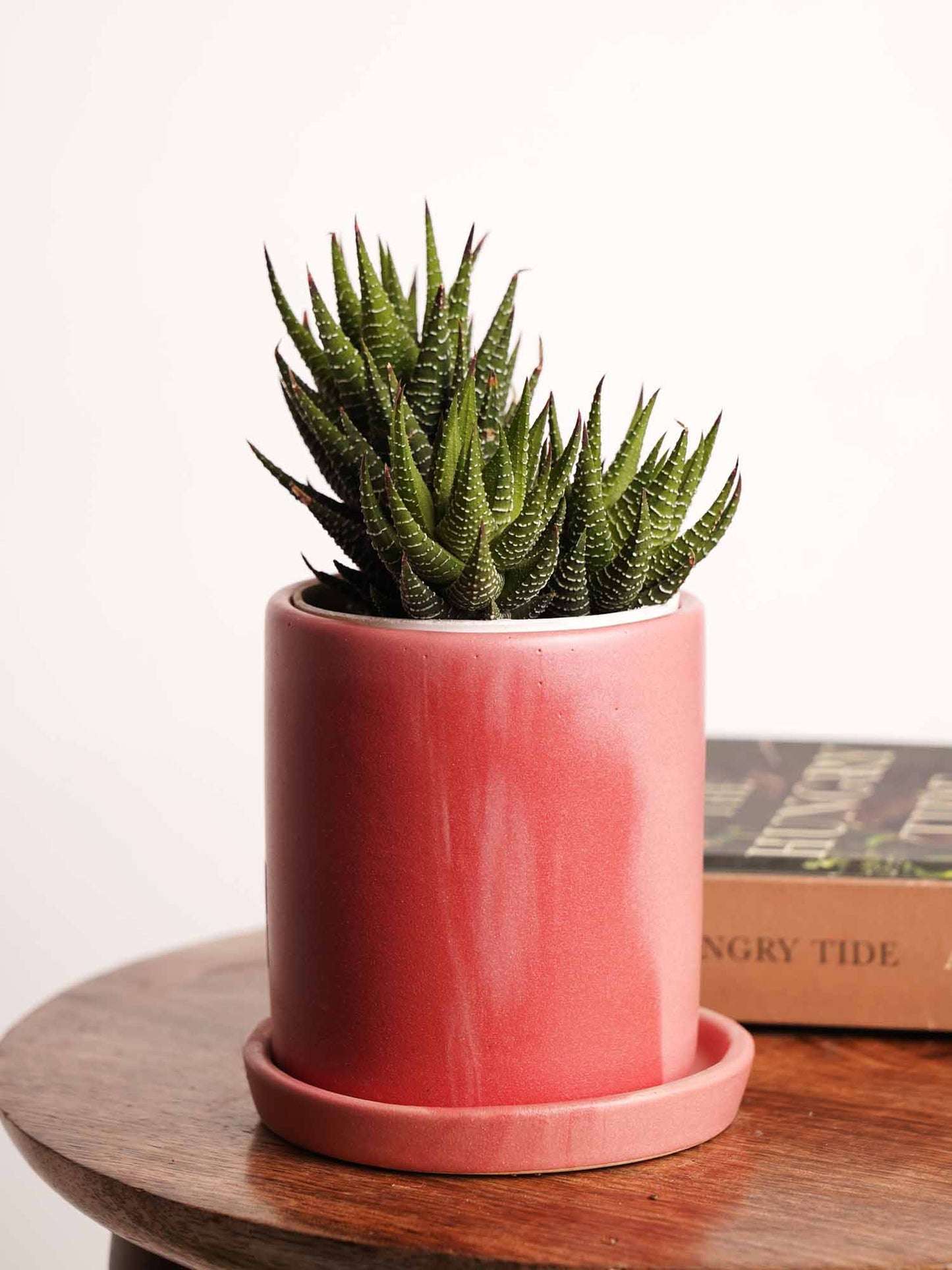 Menthol & Strawberry Planters - With Drain Plate